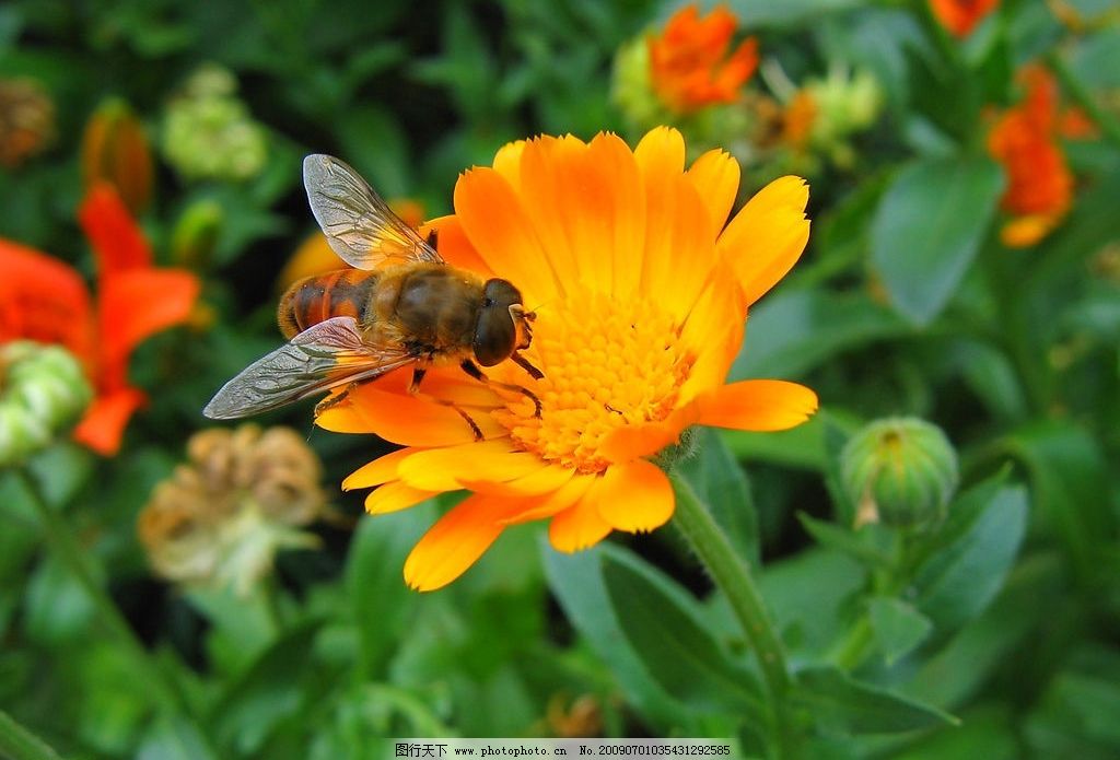 辛勤的园丁图片