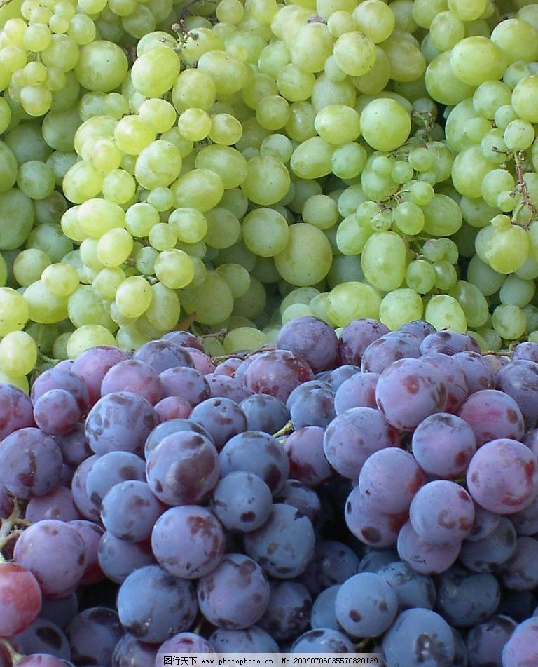 青提 红提图片,水珠 整堆葡萄 生物世界 水果 摄