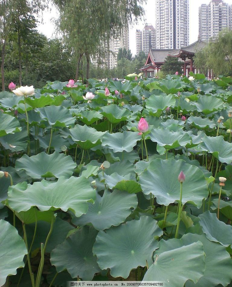 荷花池 荷叶 高楼 莲蓬 树木 夏日荷塘 摄影图库