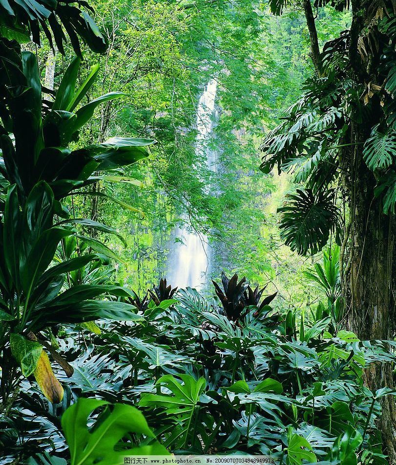 热带雨林 原始森林 植被 植物 树林 丛林 自然风景 自然景观
