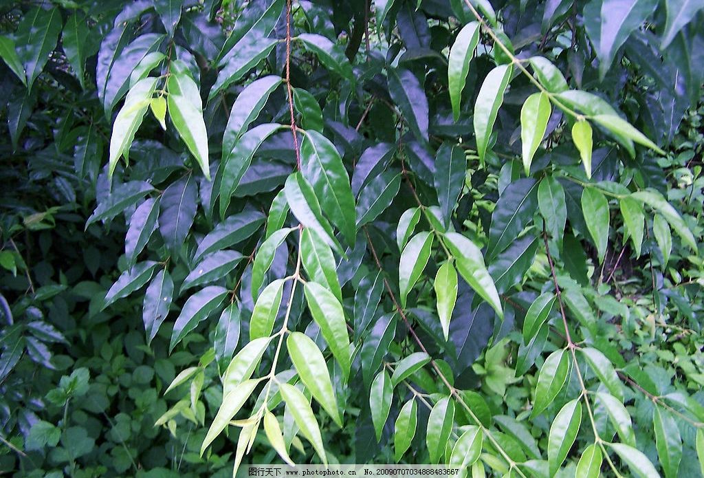 苦丁茶 野茶 茶叶 绿色 苦丁茶树 摄影图库