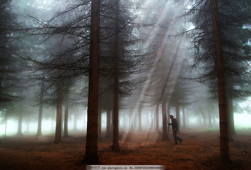 迷雾森林图片