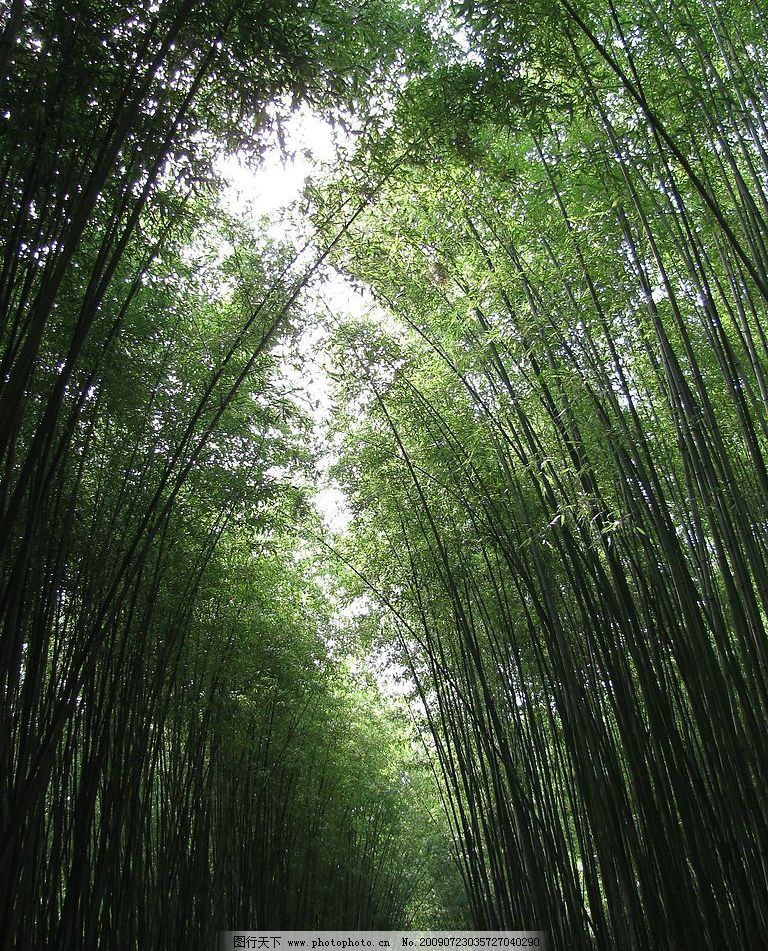 竹林深处2图片