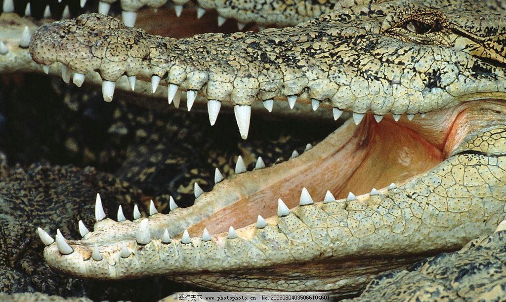 趴在地上的鳄鱼 鳄鱼嘴巴摄影 鳄鱼嘴巴特写 凶猛的鳄鱼 鳄鱼牙齿