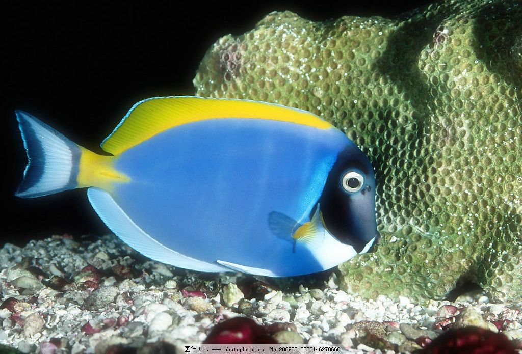 海洋鱼类 珊蝴礁石 海底世界 海洋 海洋生物 珊蝴 礁石 鱼类 鱼 生物图片