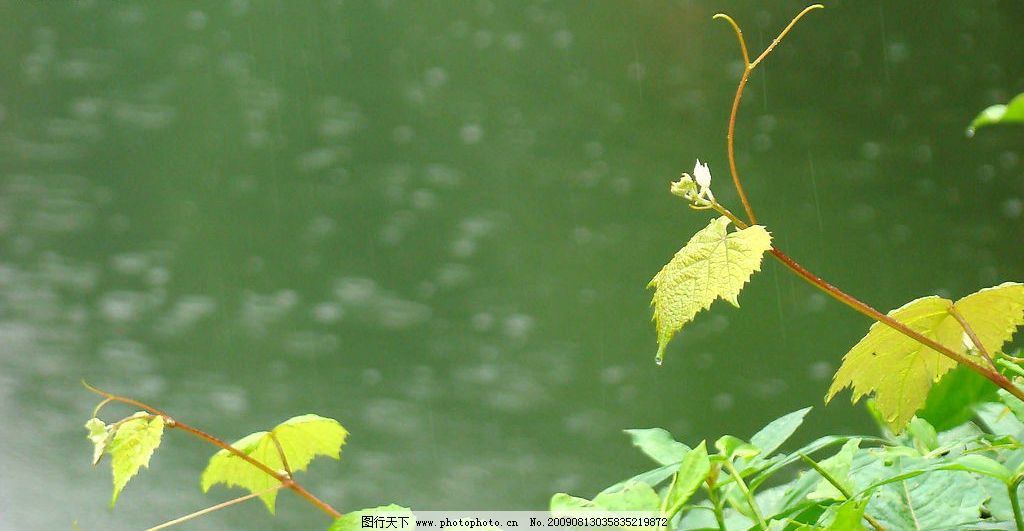 雨季 大自然 景观 景象 生物 植物 花草 树枝 树叶 雨滴 水珠