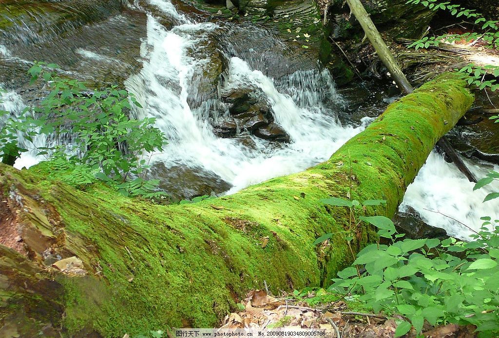 高山流水 树 小溪 绿 苔藓 绿色 环境 自然景观 自然风景 摄影图库