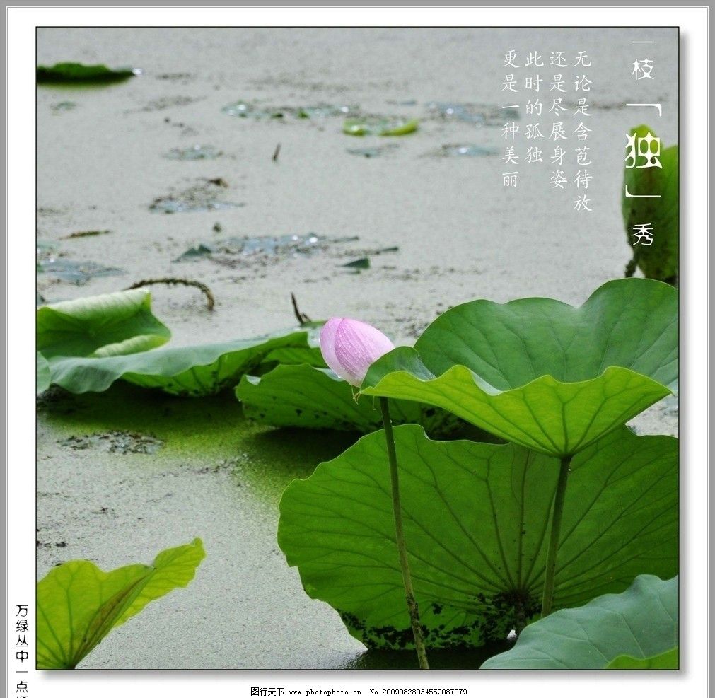 一枝独秀图片