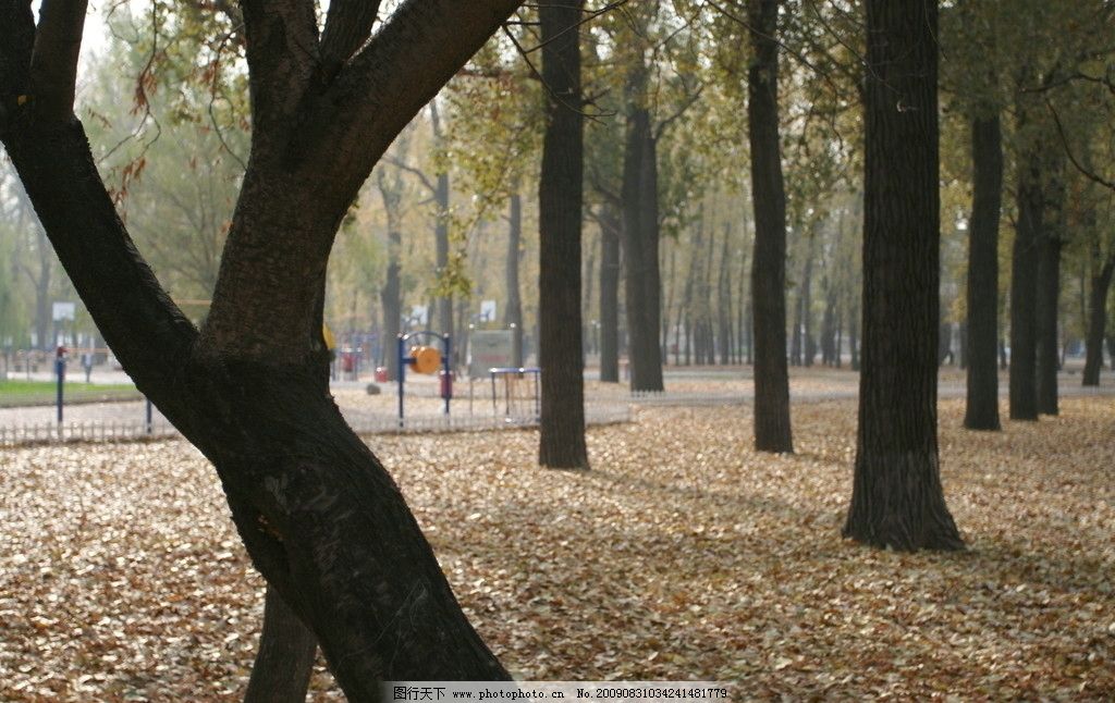 二一九公园一角图片,鞍山 树林 角度 秋天 人文景观-图行天下图库
