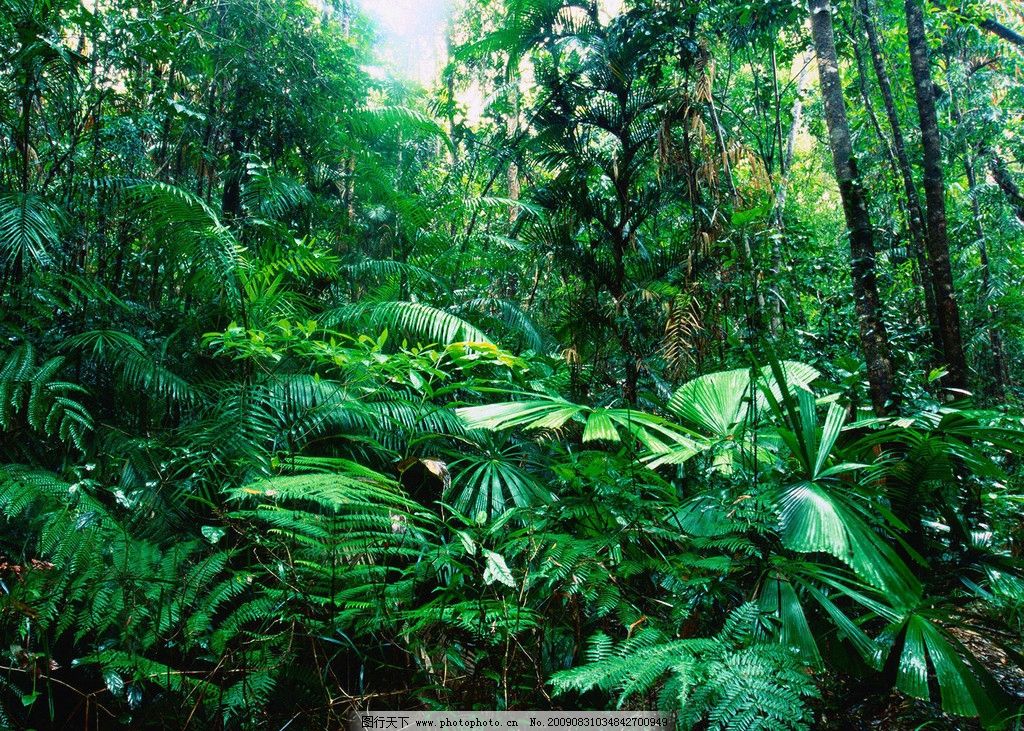热带雨林 森林 地表 植被 植物 大树 绿叶 风景辑 自然风景