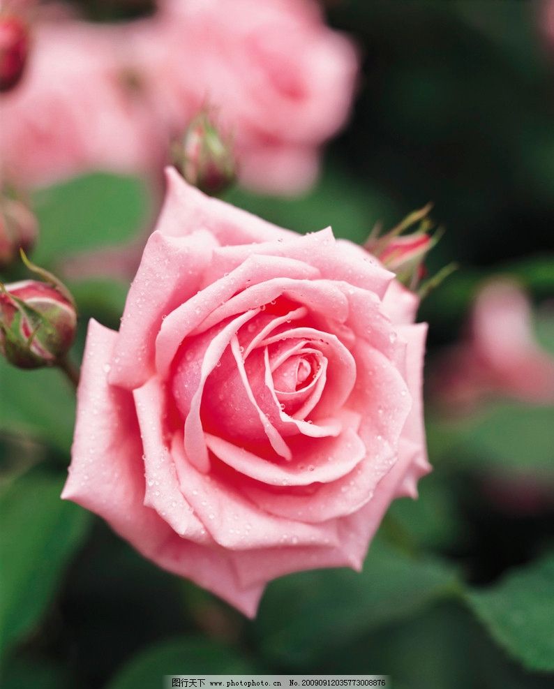 粉色玫瑰高清