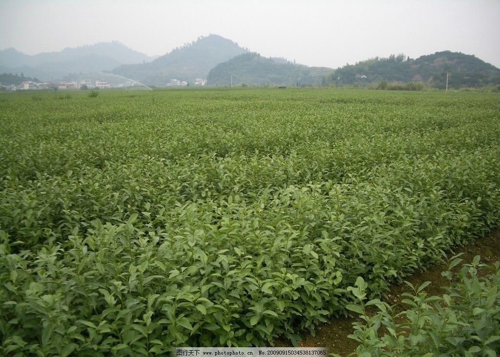 葫芦岛市兴城市苗圃