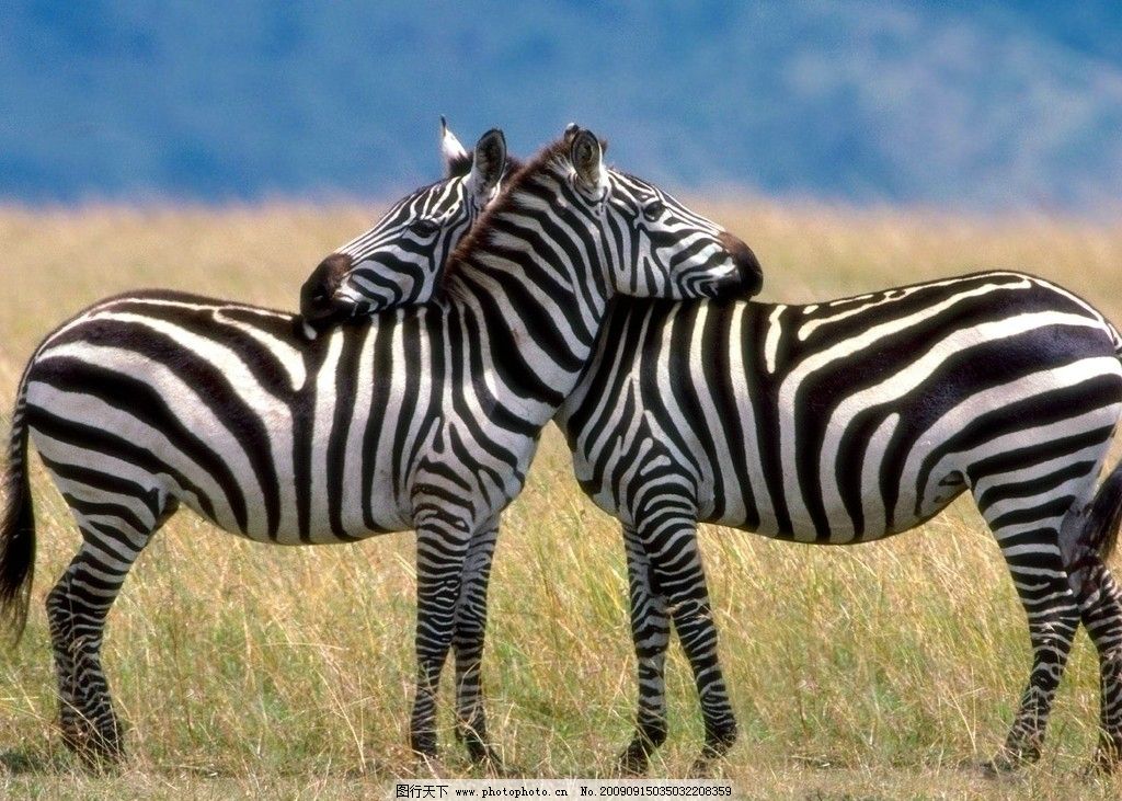 亲密接触 拥抱图片