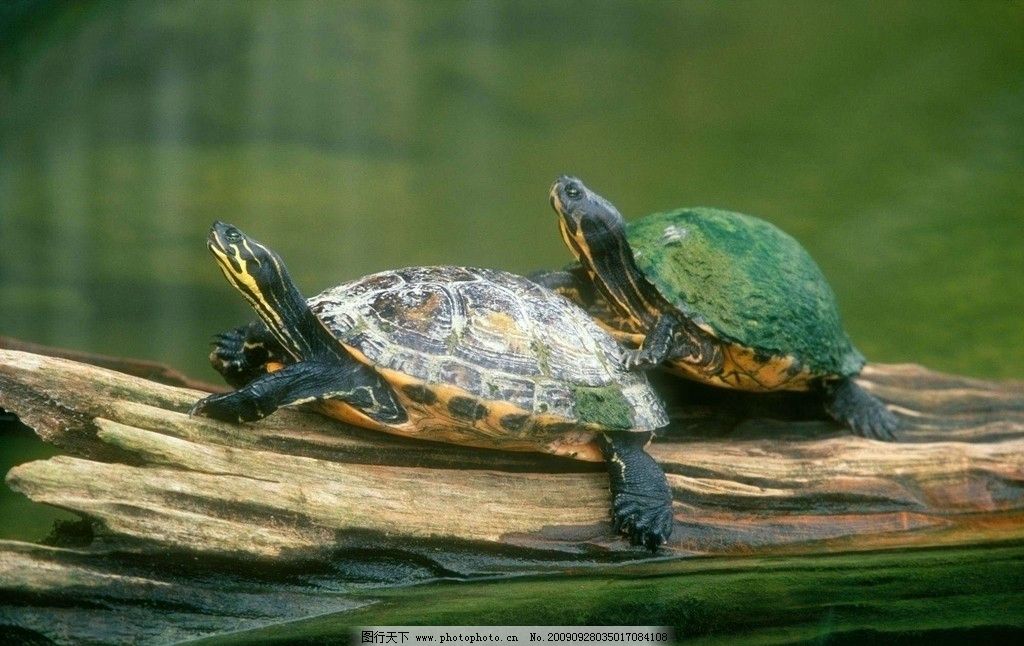 女人梦到一只大乌龟,古老象征与现代预兆的深度解析 女人梦到一只大乌龟,古老象征与现代预兆的深度解析