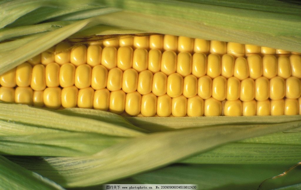 玉米,糯玉米,玉米地,田园风光,自然景观,摄影,300DPI,JPG